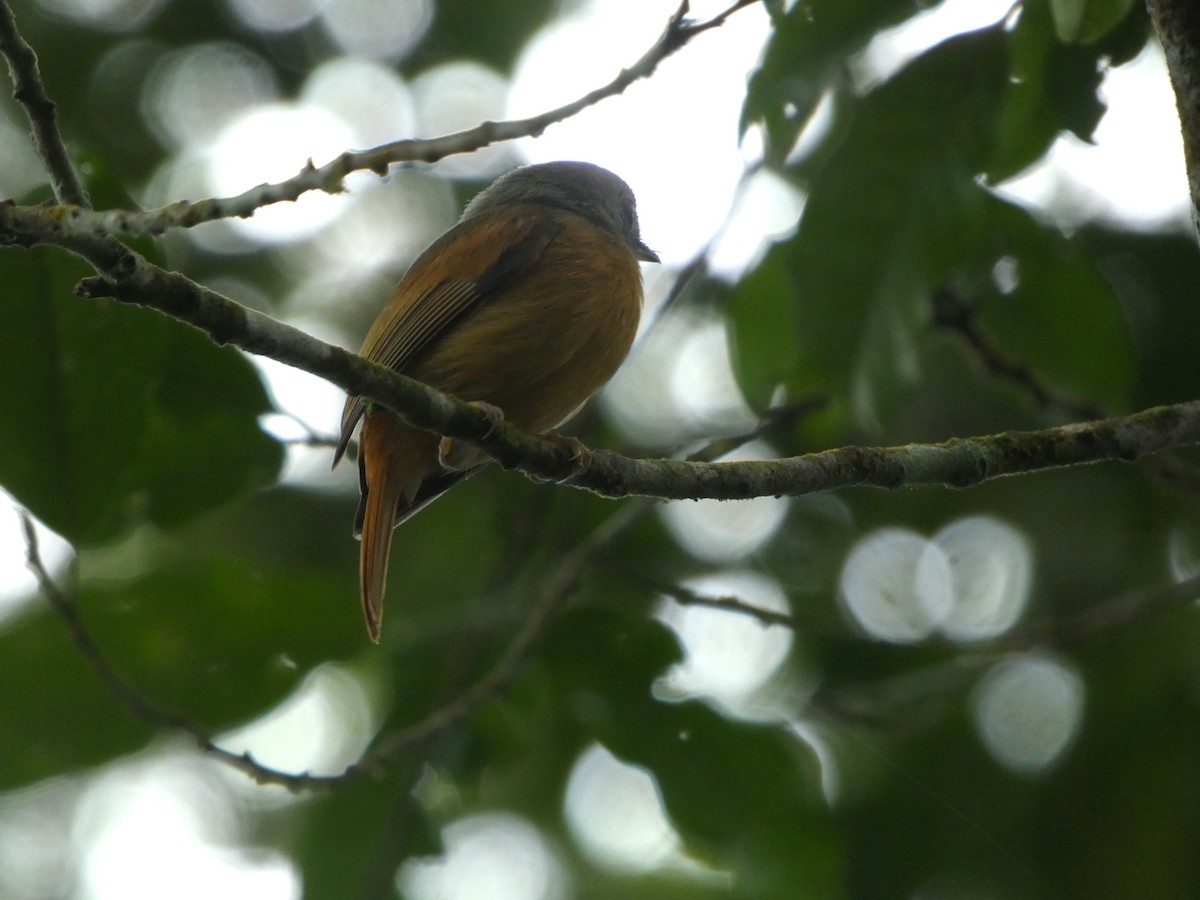 Ruddy-tailed Flycatcher - ML646490711