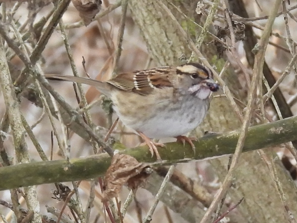 White-throated Sparrow - ML646490712