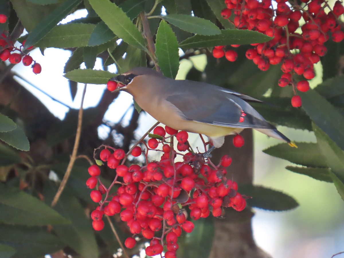 Jaseur d'Amérique - ML646490718
