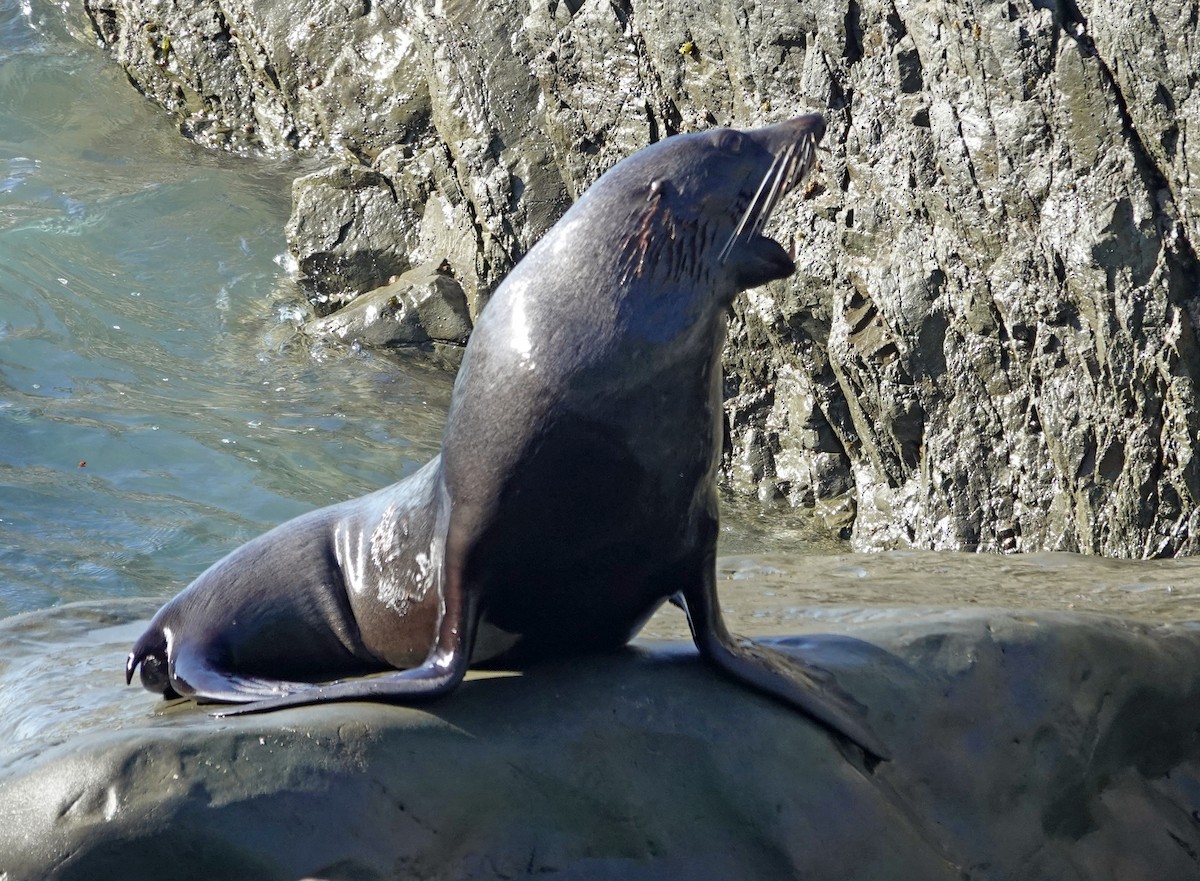 ニュージーランドオットセイ - ML646490721