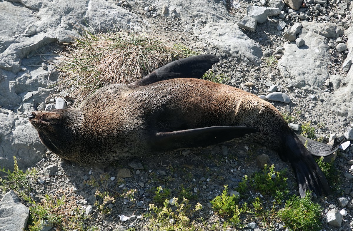 ニュージーランドオットセイ - ML646490722