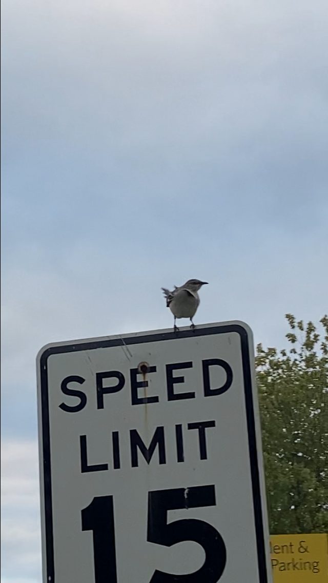 マネシツグミ - ML646490724