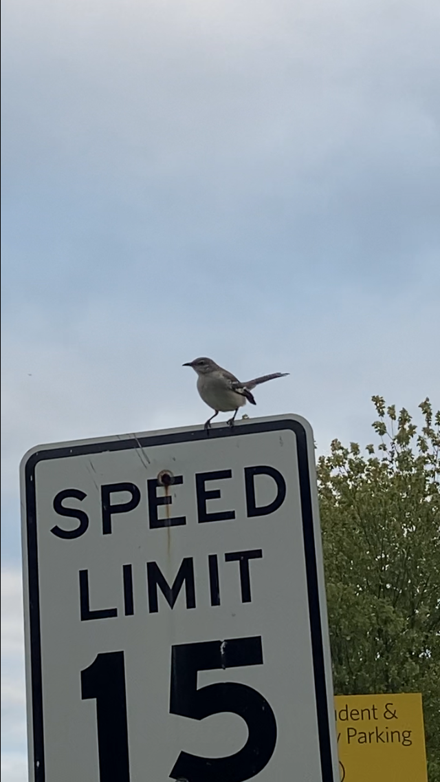 マネシツグミ - ML646490725