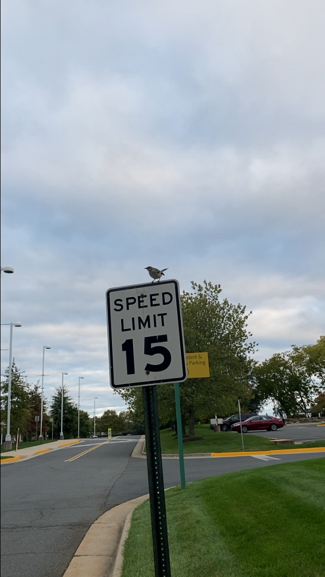 マネシツグミ - ML646490726