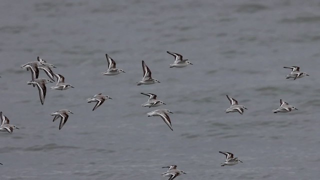 Sanderling - ML646490728