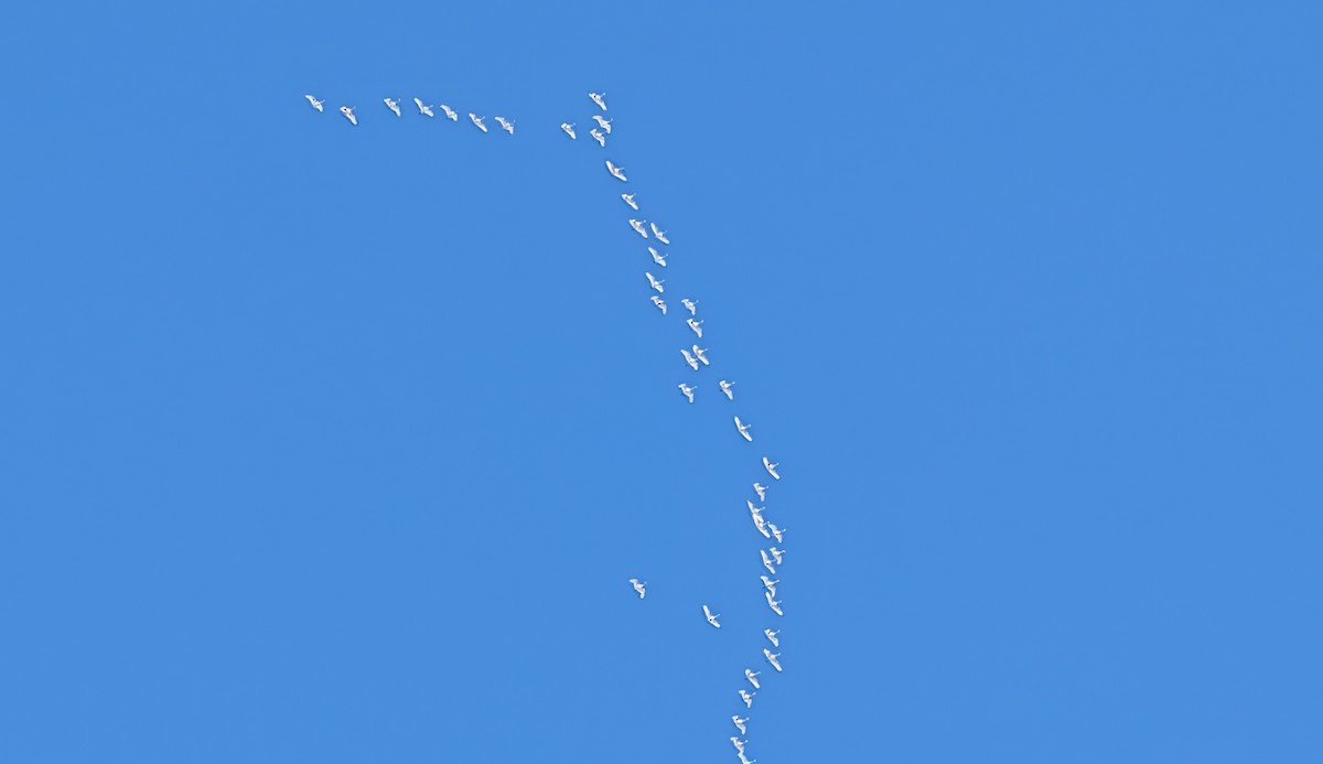 Tundra Swan - ML646490731