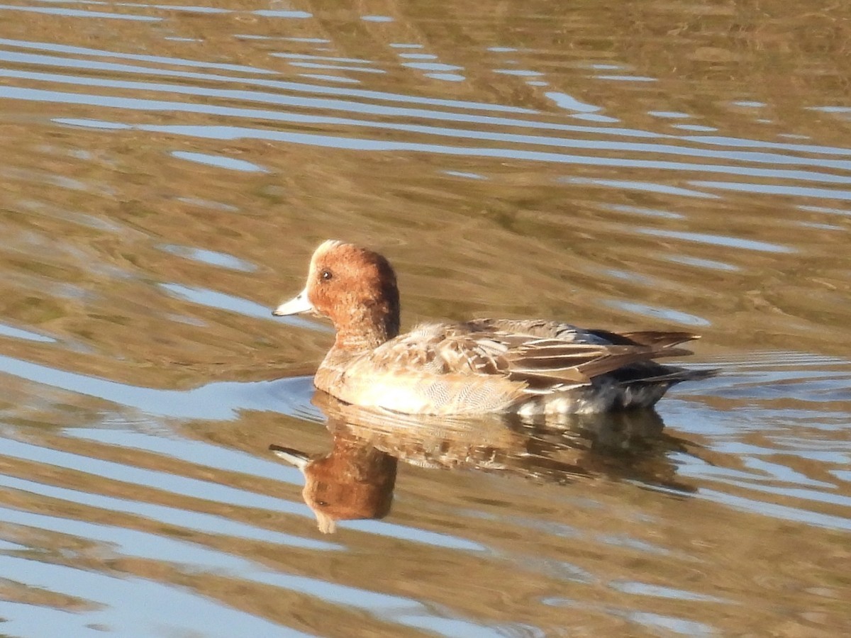 Eurasian Wigeon - ML646490732