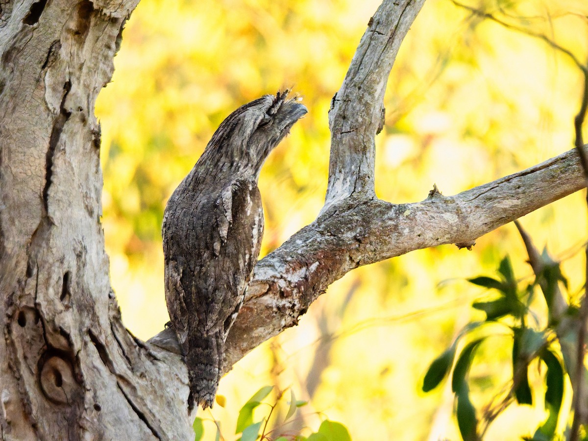 オーストラリアガマグチヨタカ - ML646490733