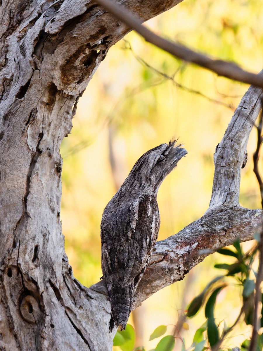 オーストラリアガマグチヨタカ - ML646490734