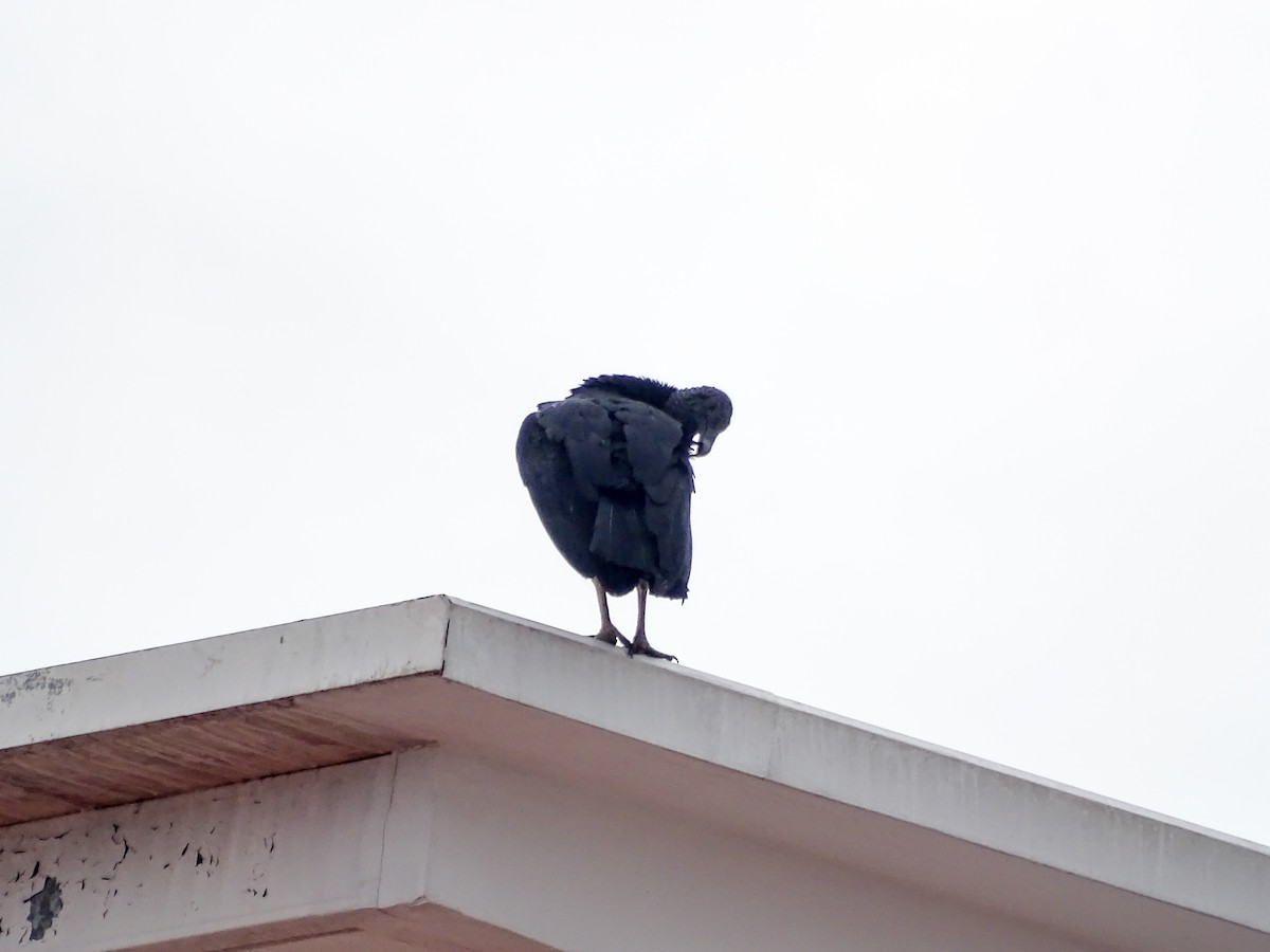 Urubu noir - ML646490737