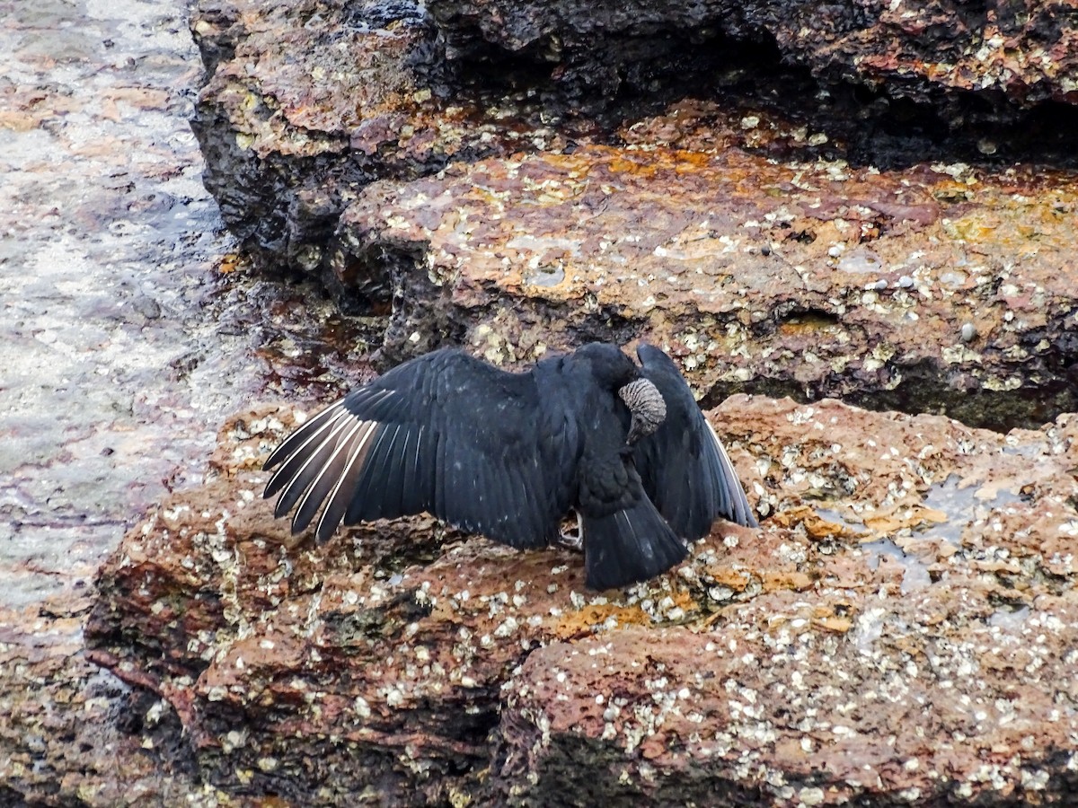 Urubu noir - ML646490738