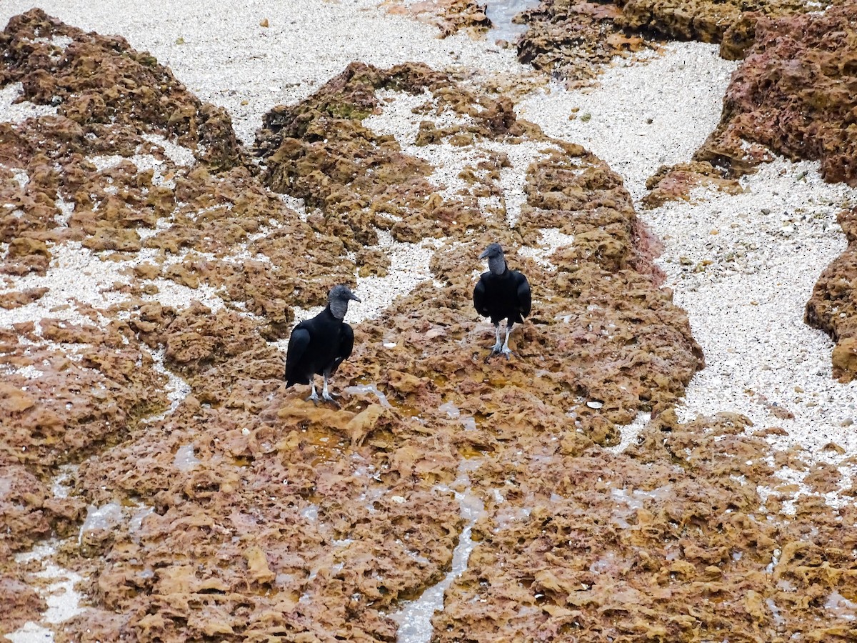 Urubu noir - ML646490739