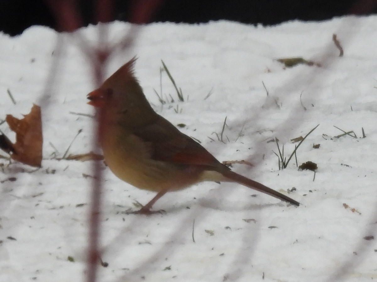 Northern Cardinal - ML646490744