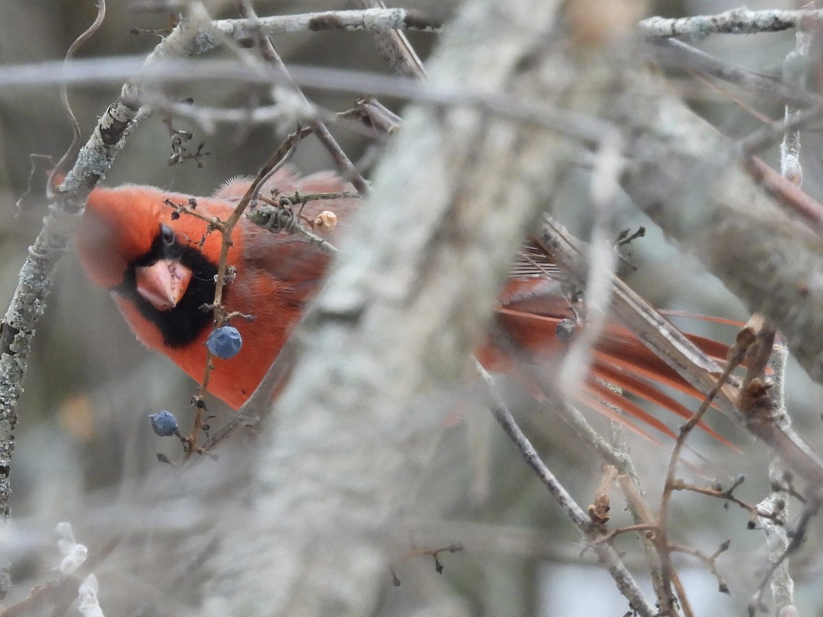 Northern Cardinal - ML646490745