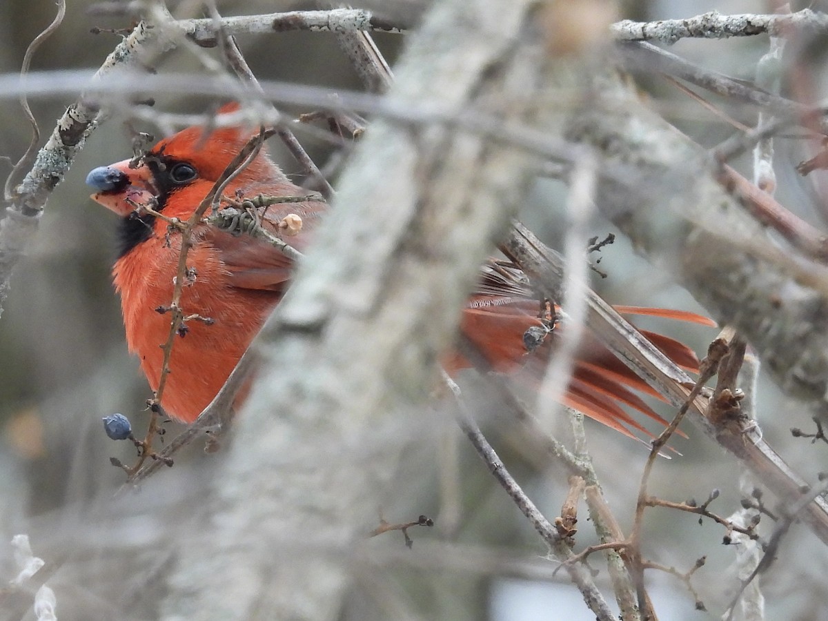 Northern Cardinal - ML646490746