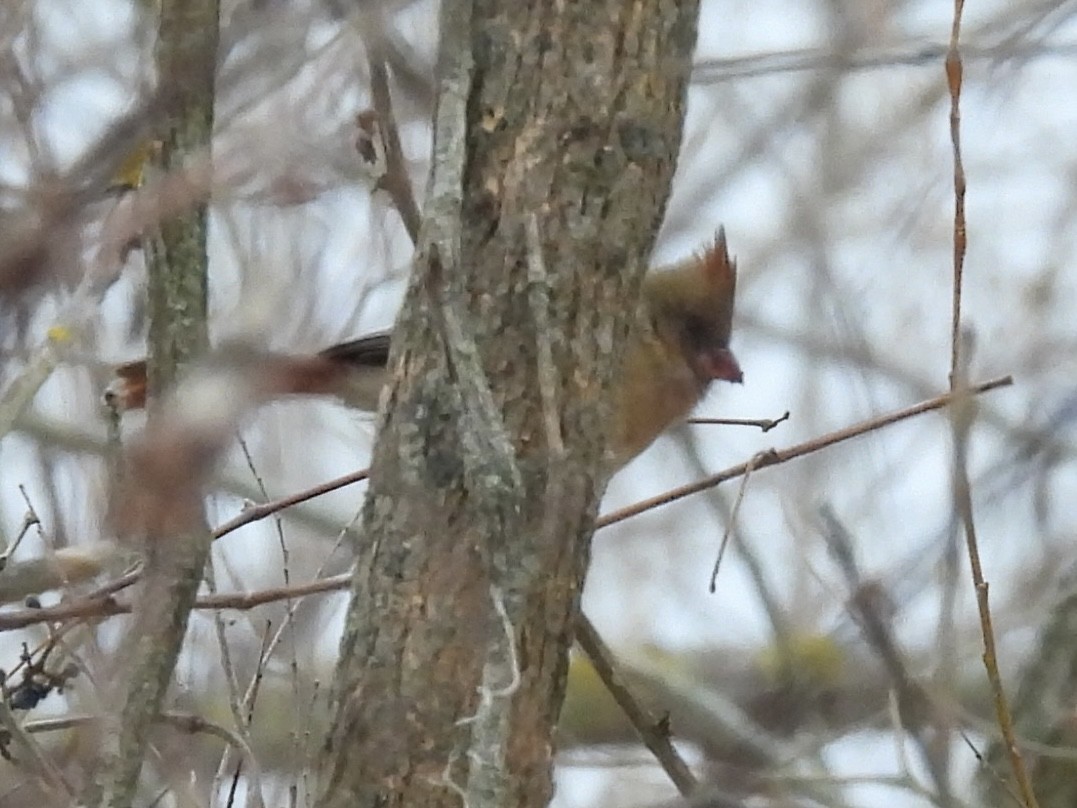 Northern Cardinal - ML646490747