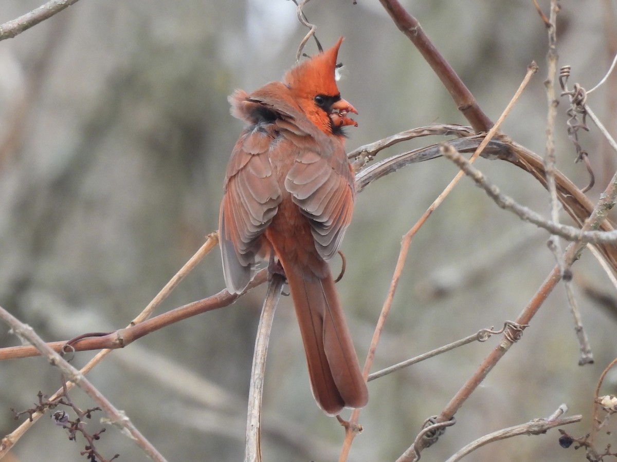 Northern Cardinal - ML646490748