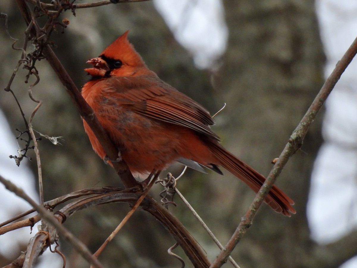 Northern Cardinal - ML646490749