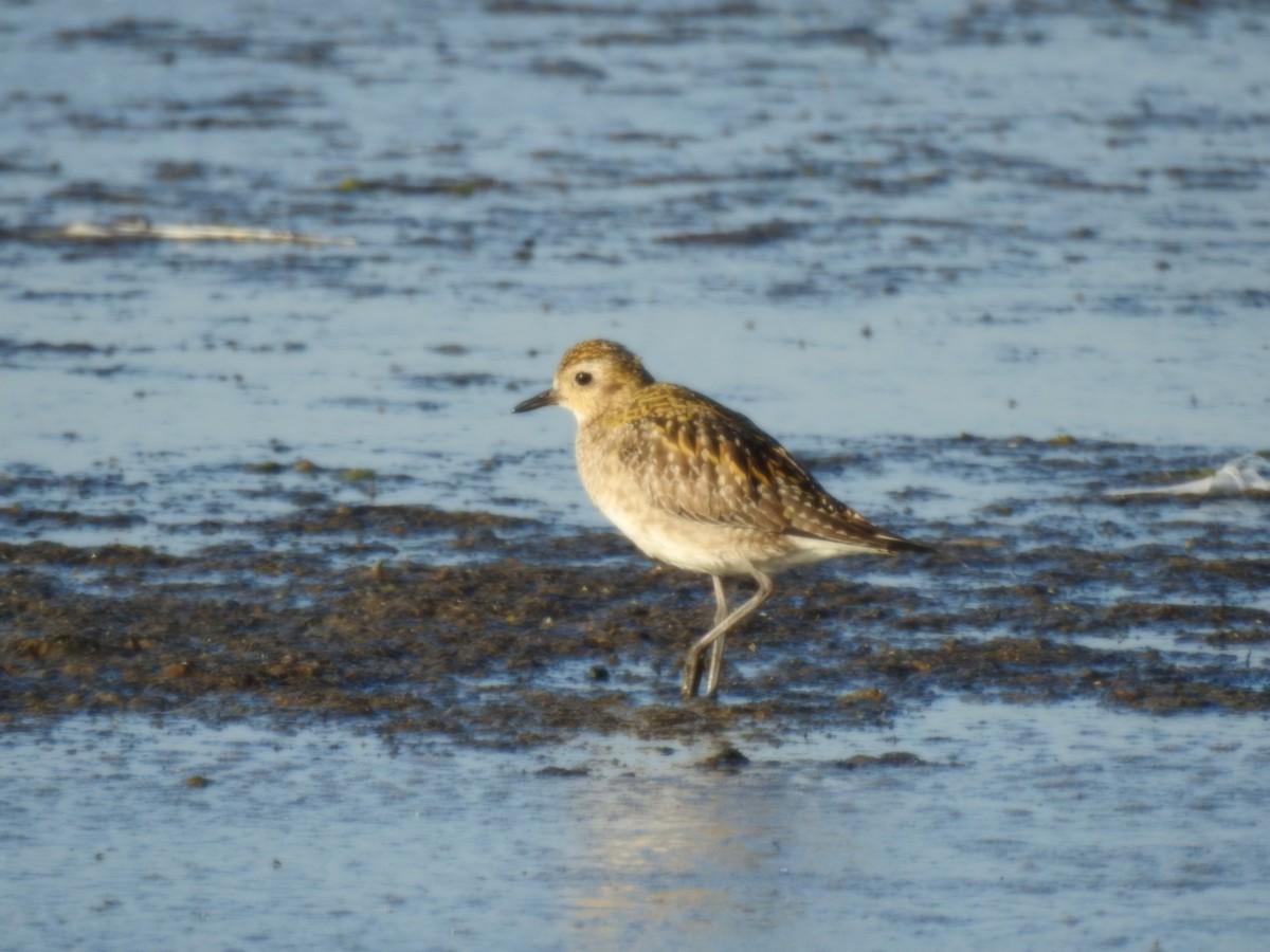 חופזי קטן - ML646490751