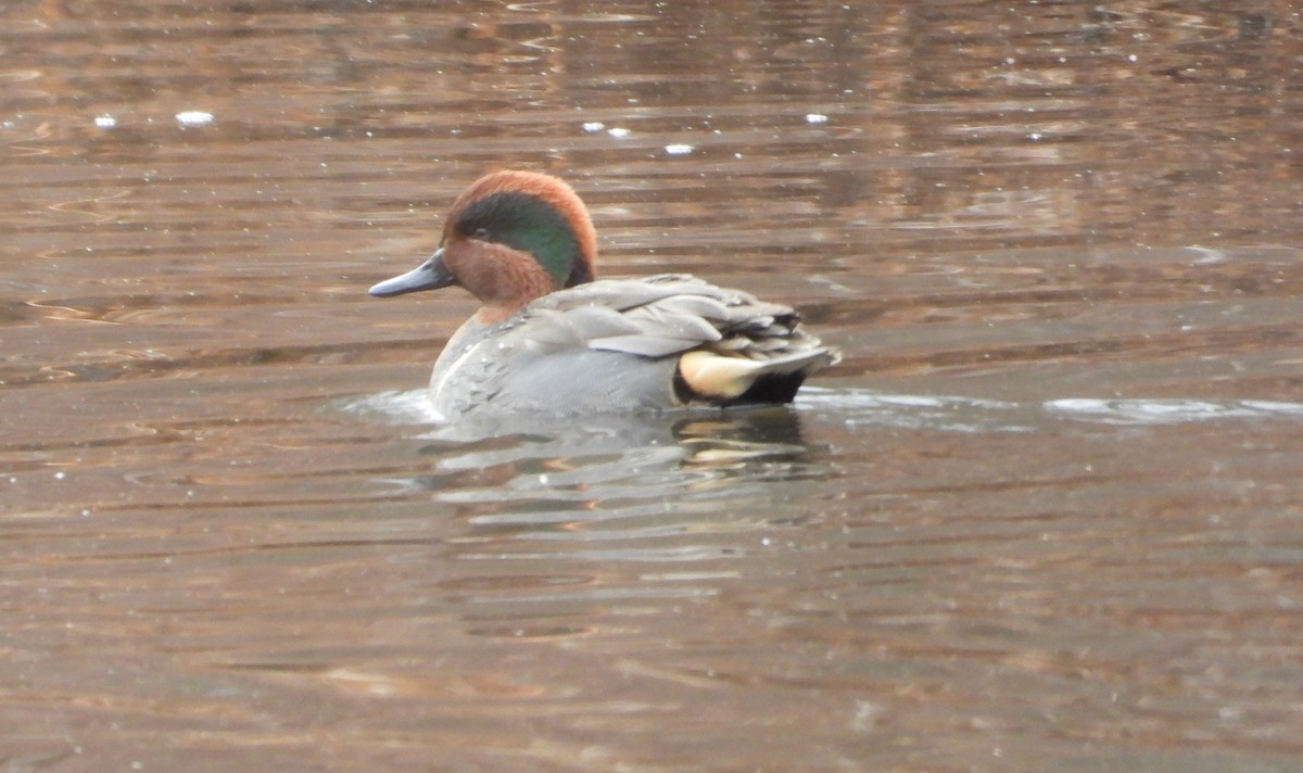 Green-winged Teal - ML646490753