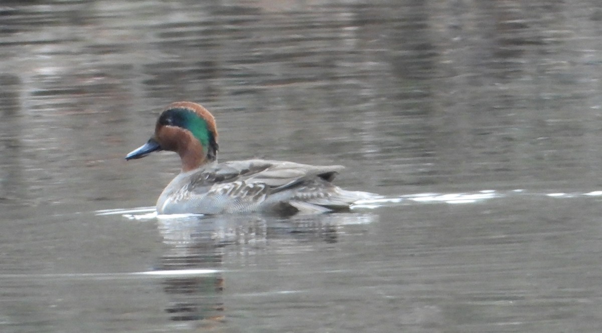 Green-winged Teal - ML646490754
