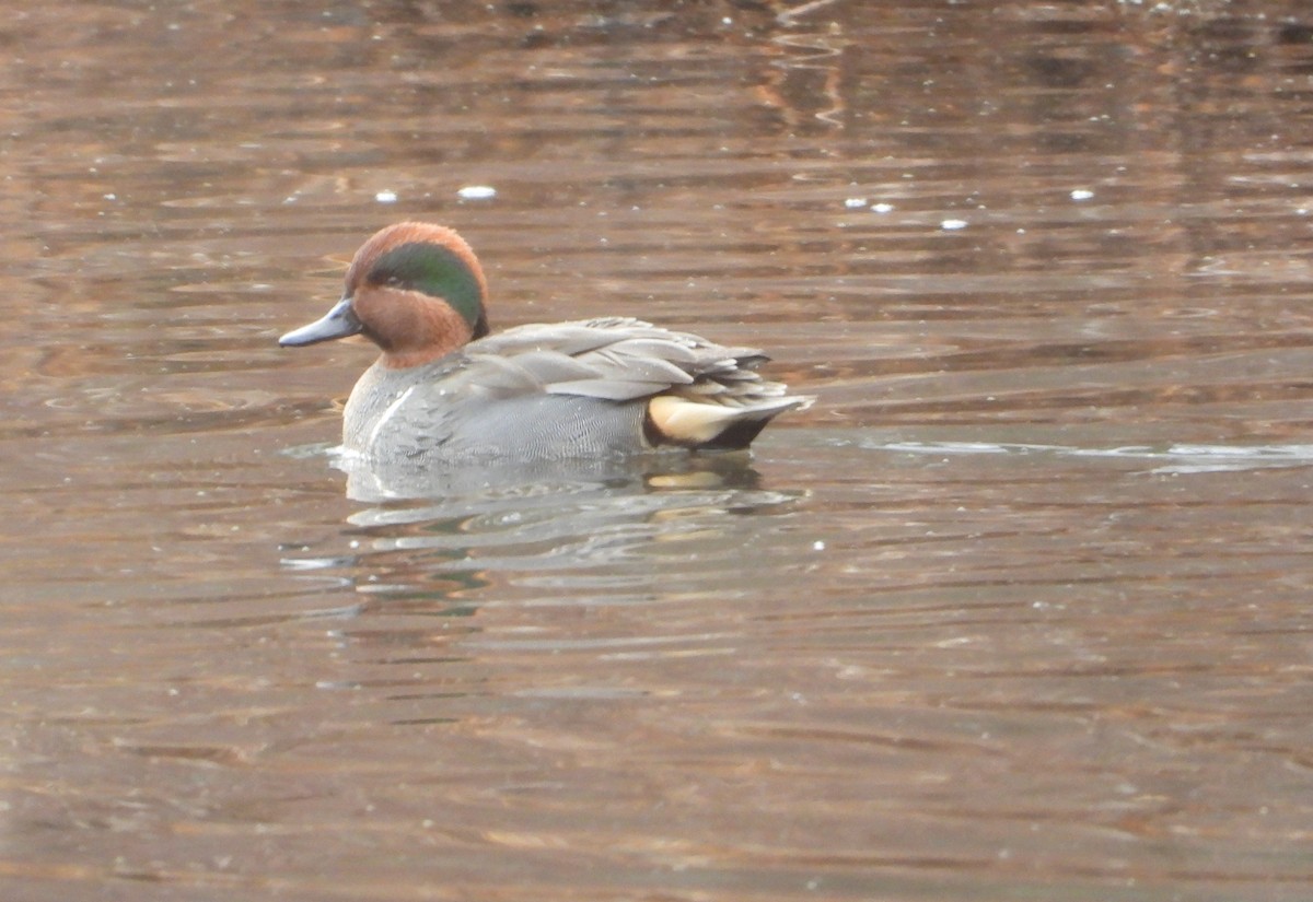 Green-winged Teal - ML646490755