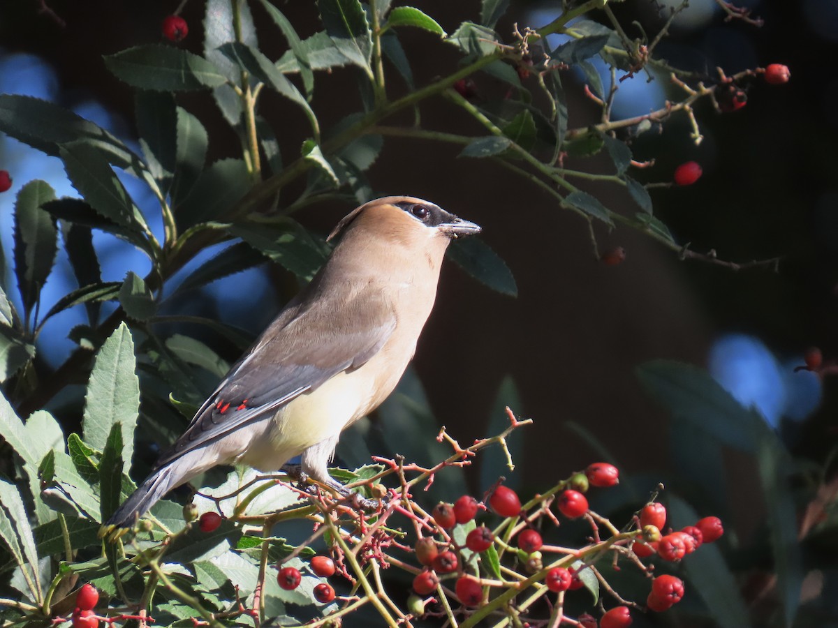 Jaseur d'Amérique - ML646490765