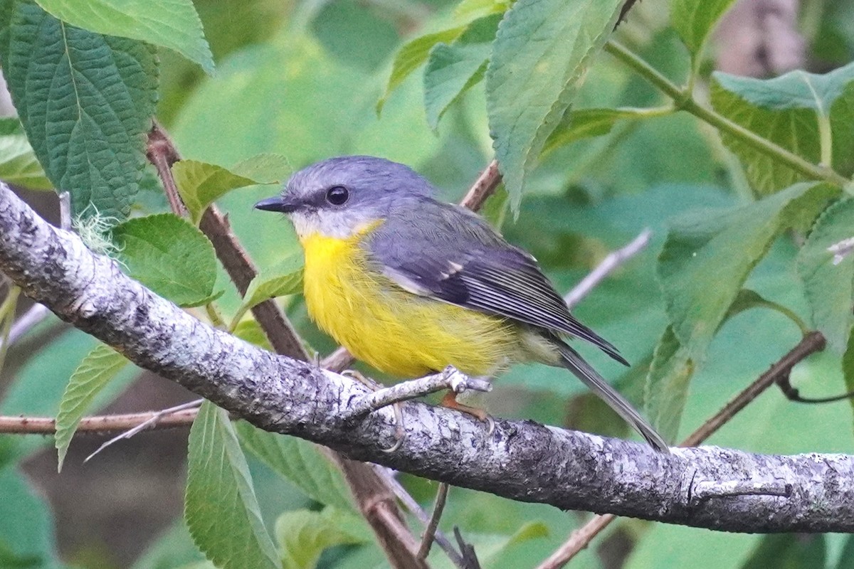 gulbrystflueskvett - ML646490766