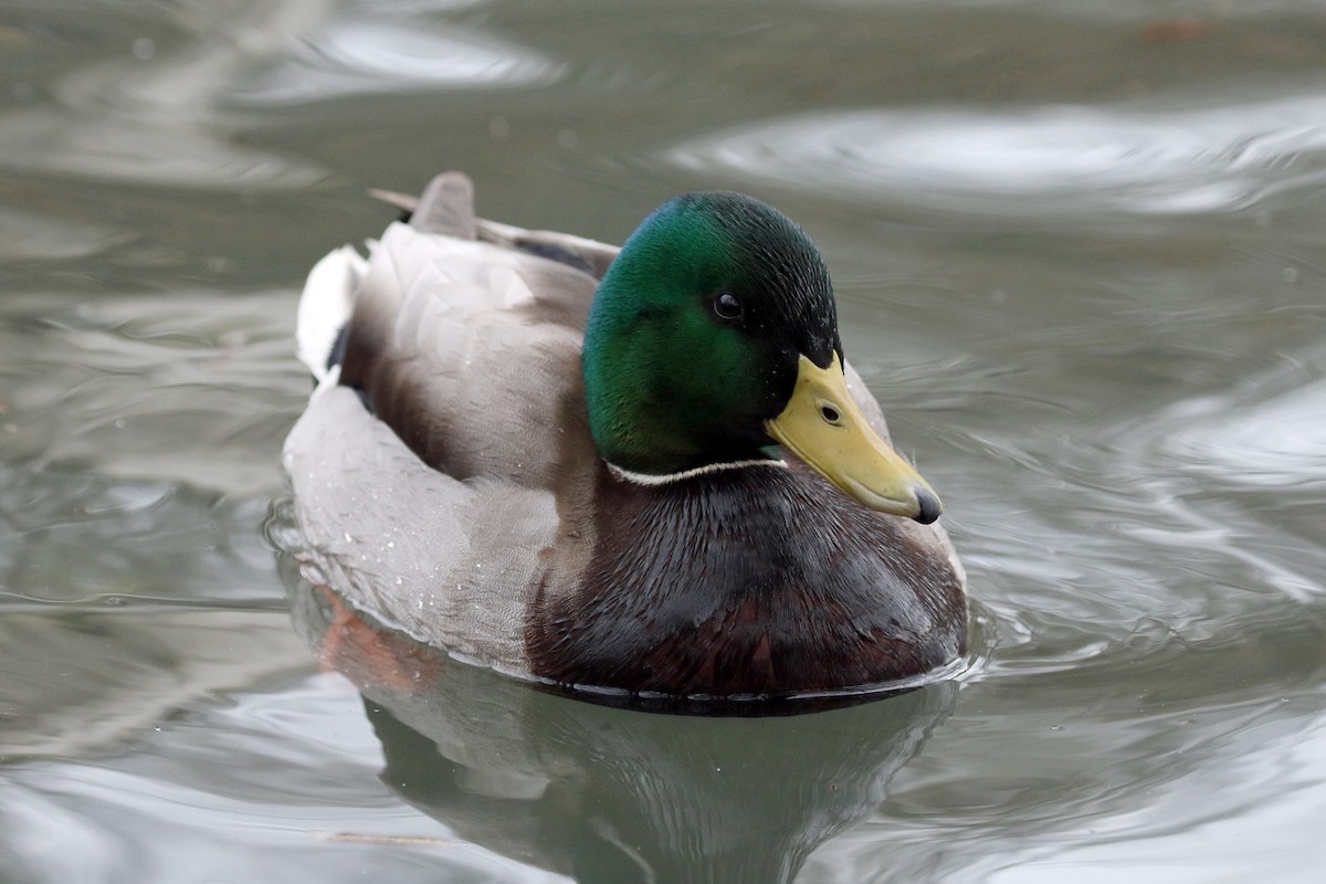 Mallard - ML646490769