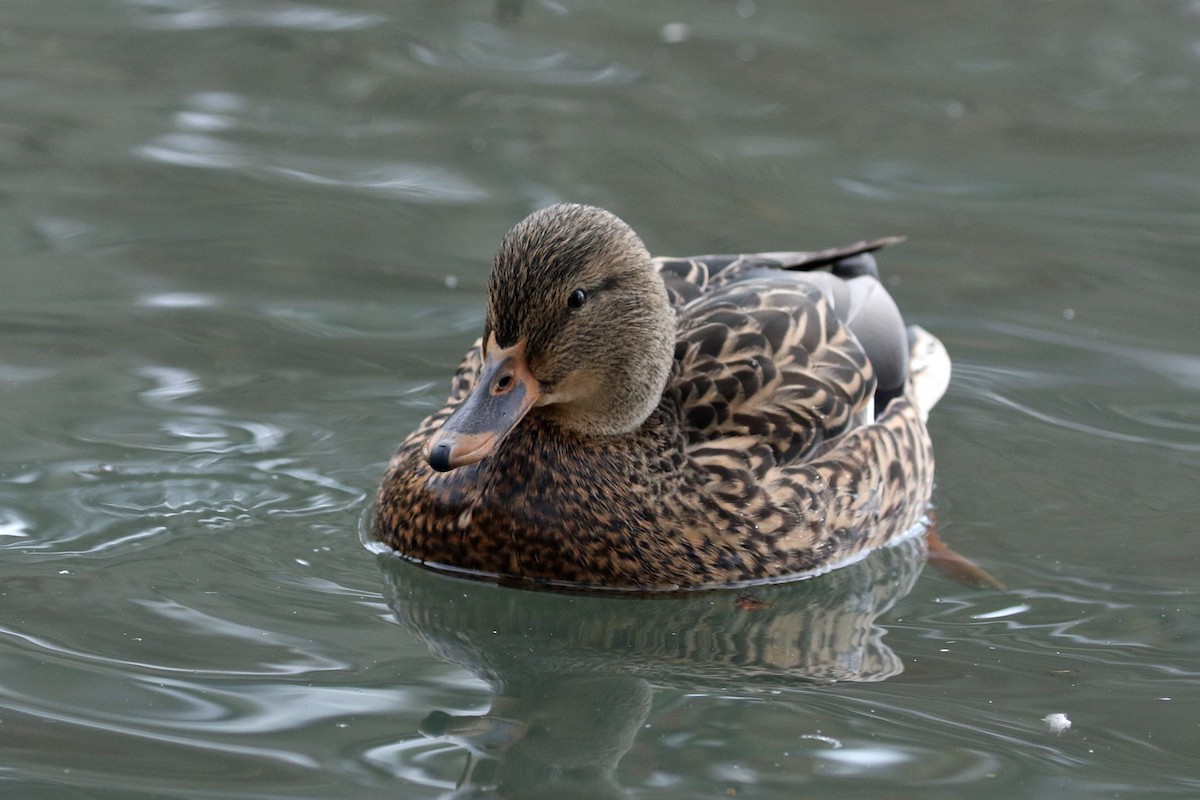 Mallard - ML646490770