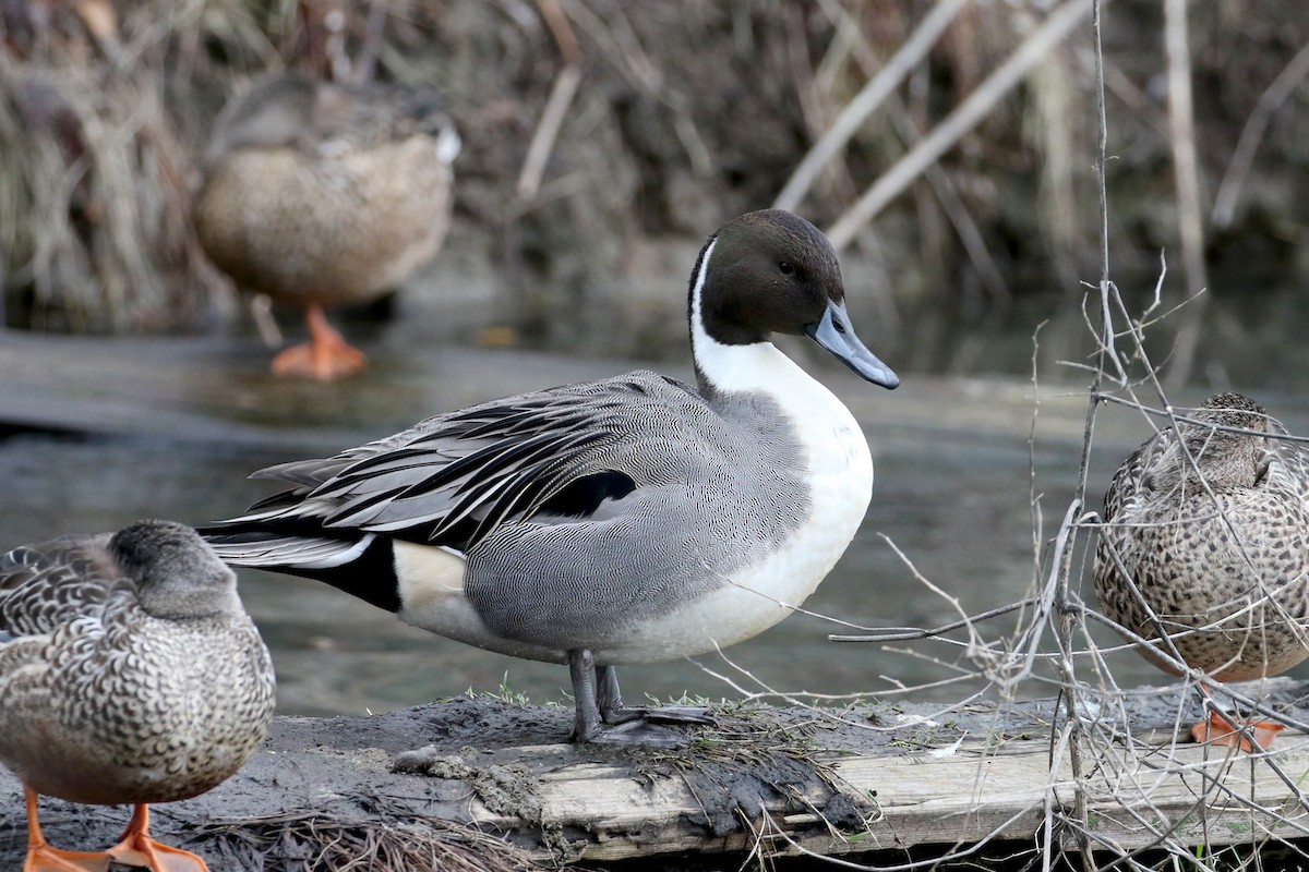 Northern Pintail - ML646490776