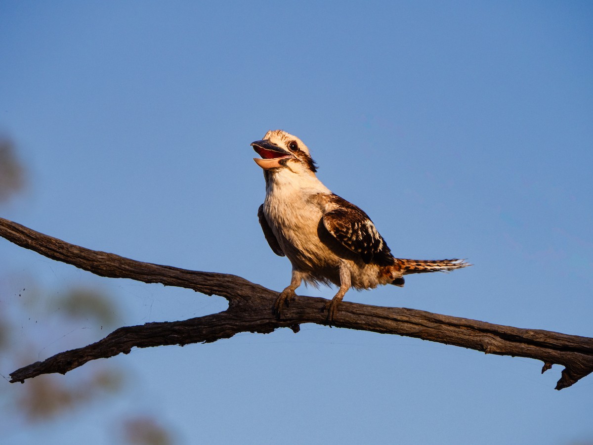 ワライカワセミ - ML646490777