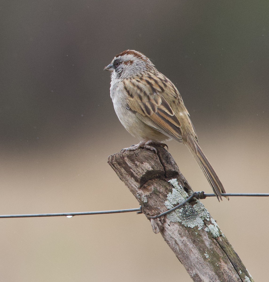 Юнгасская овсянка - ML646490780