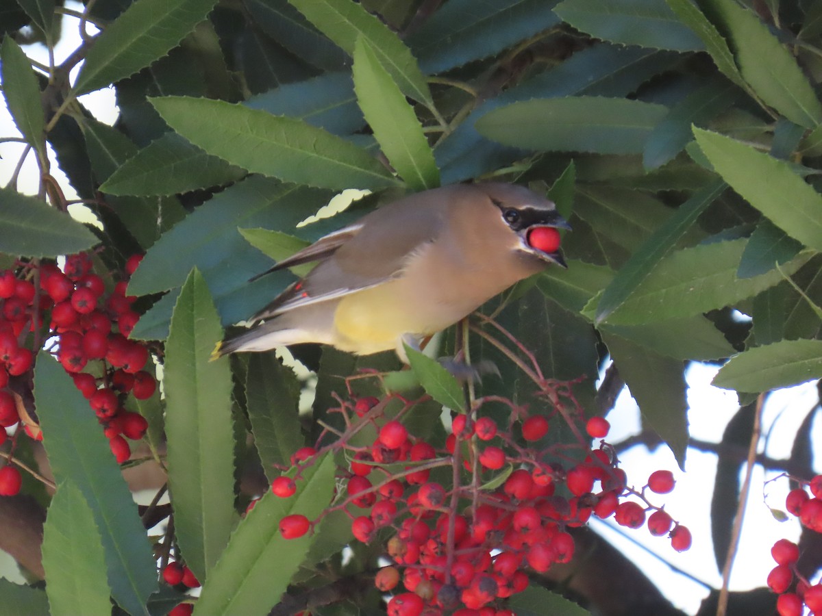 Jaseur d'Amérique - ML646490782