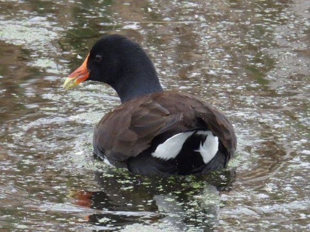 Американская камышница - ML646490783