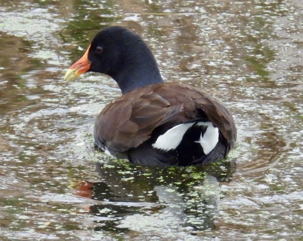 Американская камышница - ML646490784