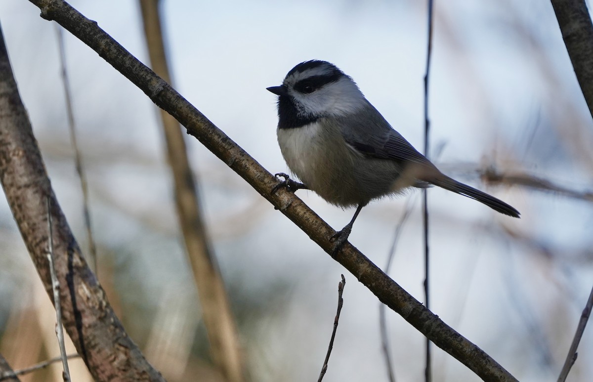 マミジロコガラ - ML646490795