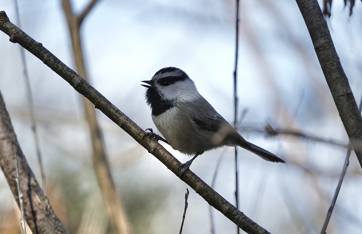 マミジロコガラ - ML646490796