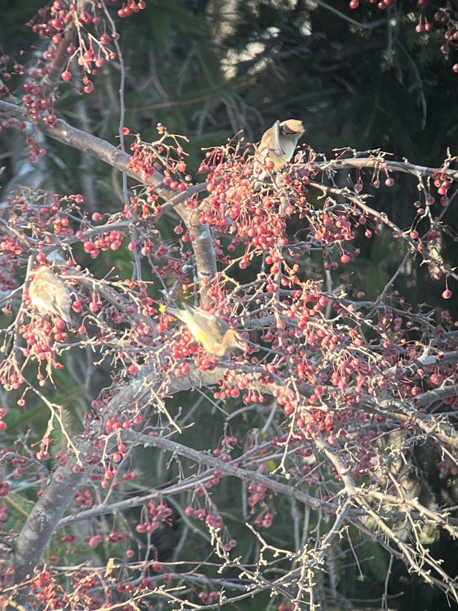 brkoslav americký - ML646490802