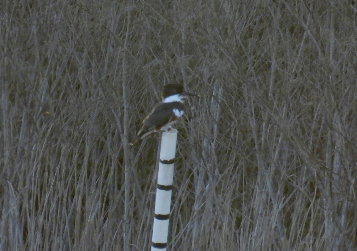 Belted Kingfisher - ML646490803