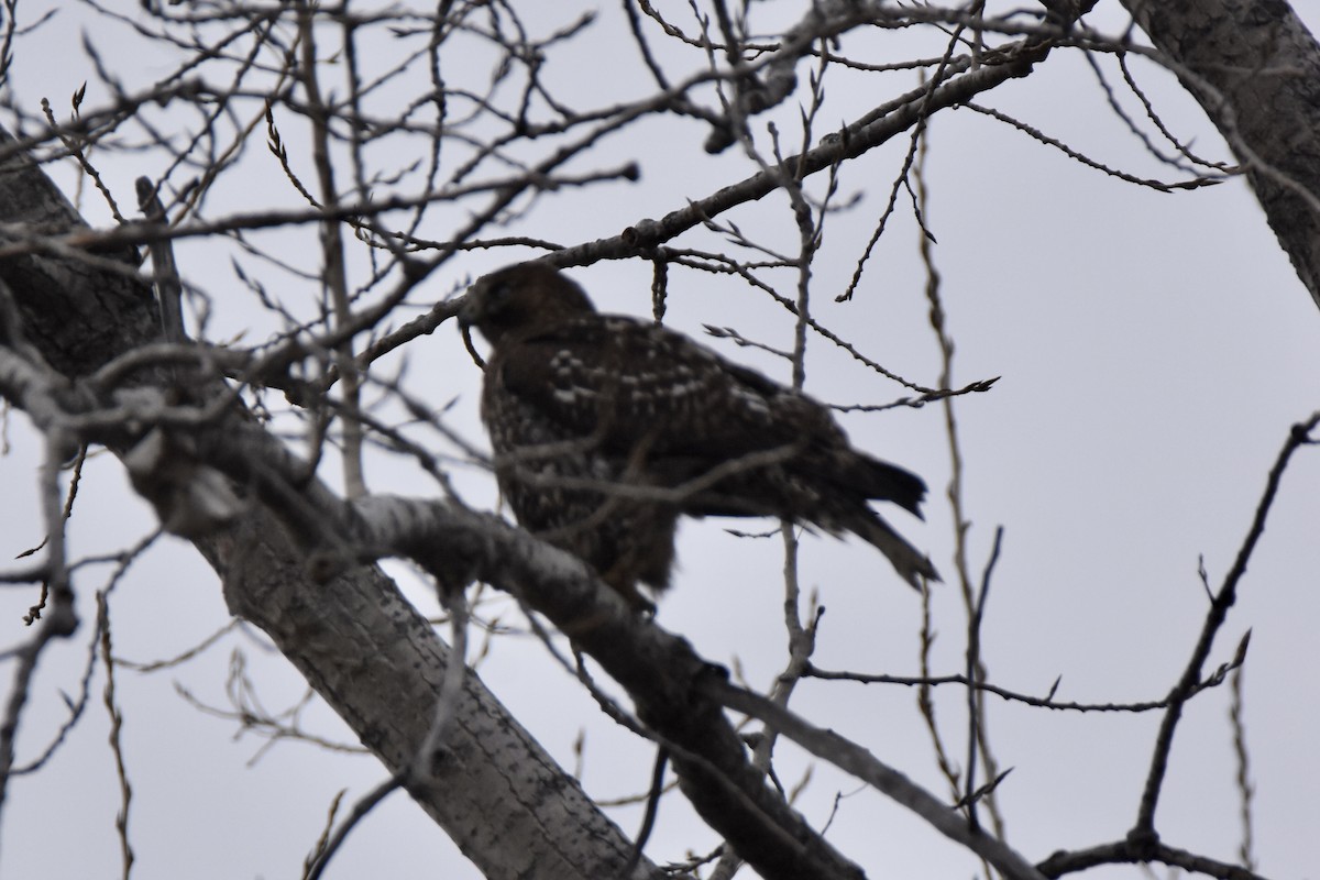 Red-tailed Hawk (Harlan's) - ML646490811