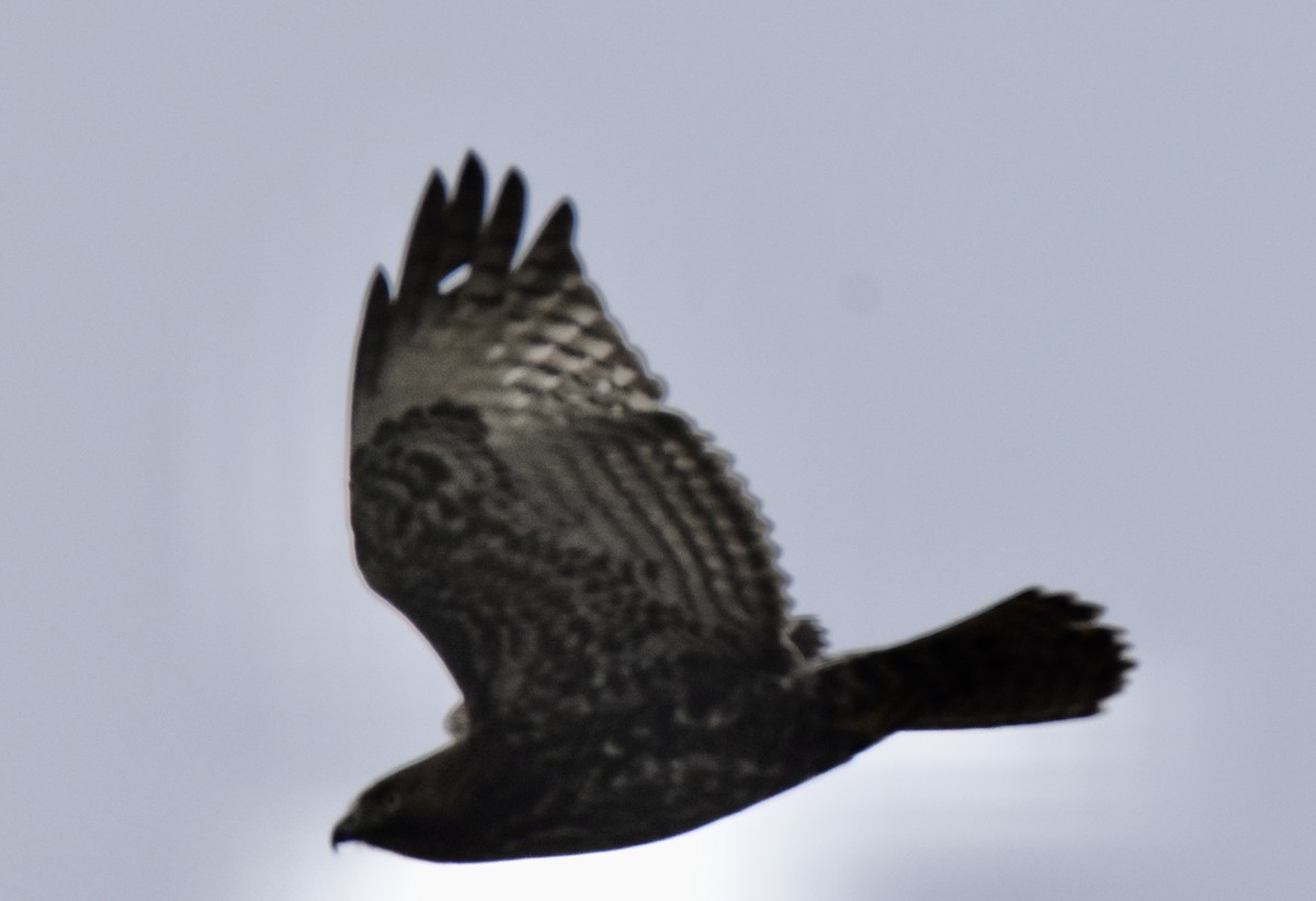 Red-tailed Hawk (Harlan's) - ML646490814
