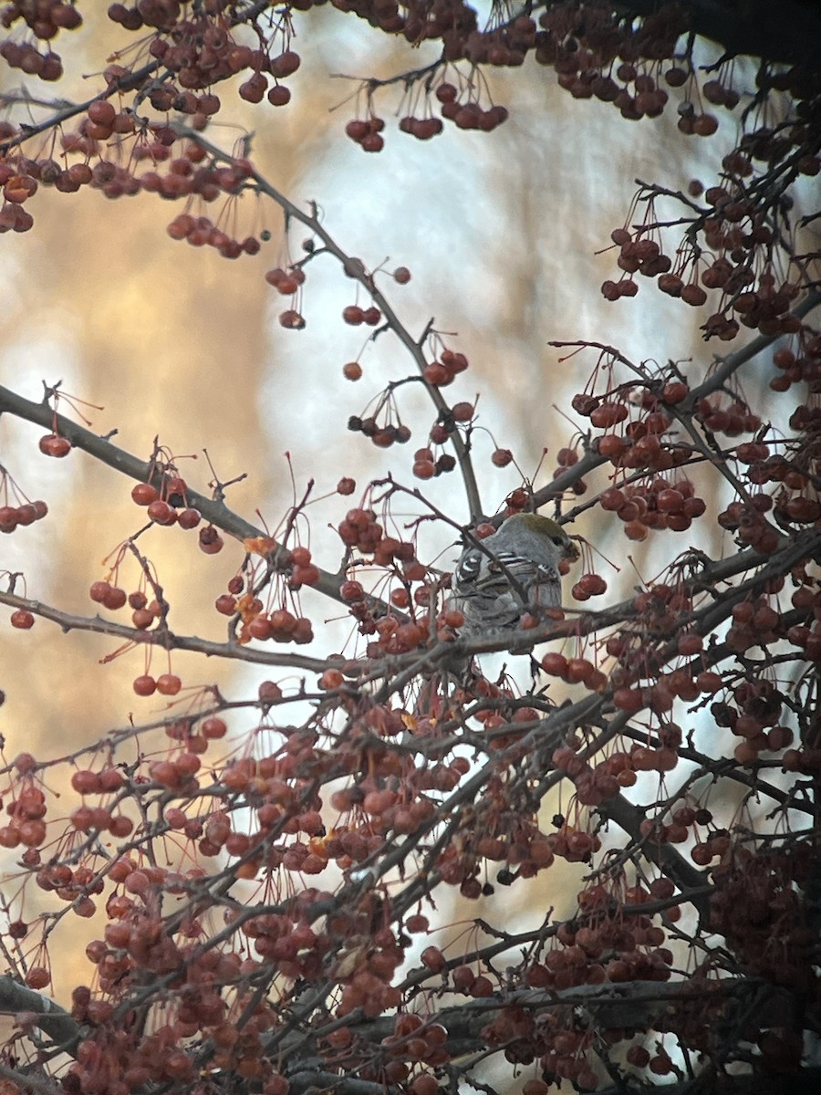 Смеречник тайговий - ML646490815