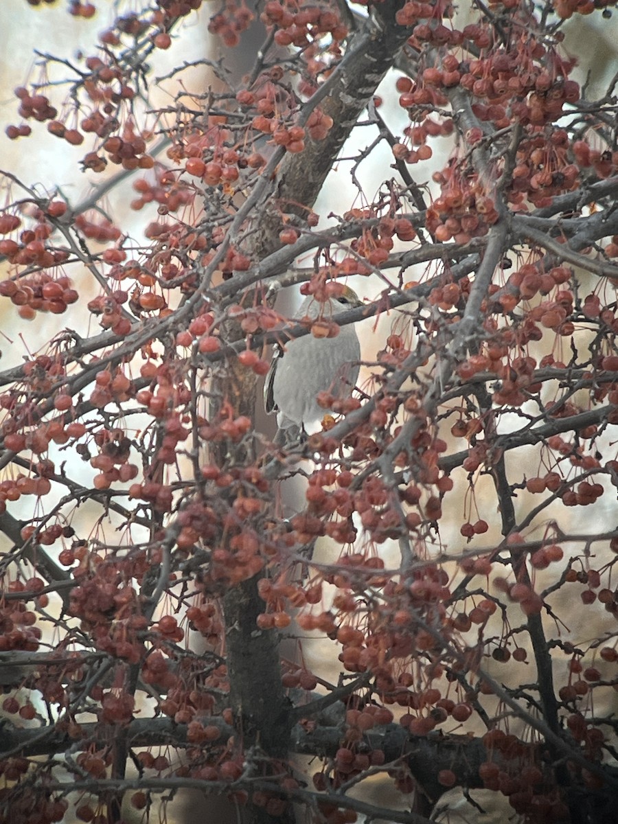 Смеречник тайговий - ML646490816