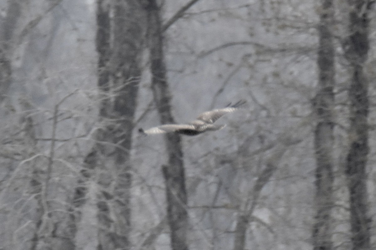 Red-tailed Hawk (Harlan's) - ML646490818