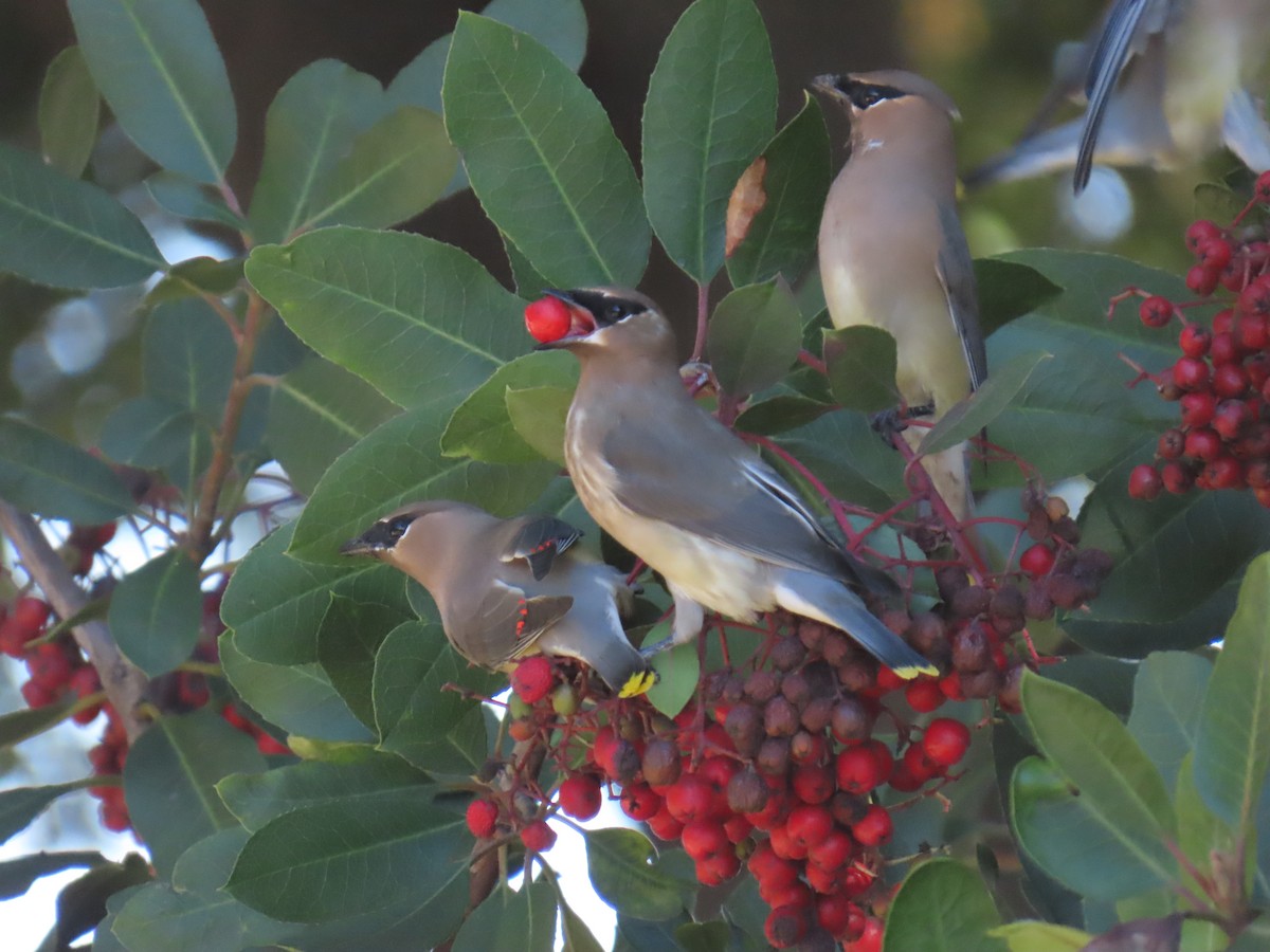 Jaseur d'Amérique - ML646490819