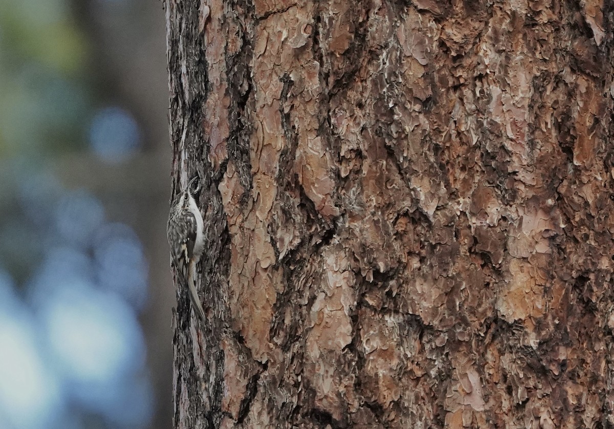 アメリカキバシリ - ML646490820