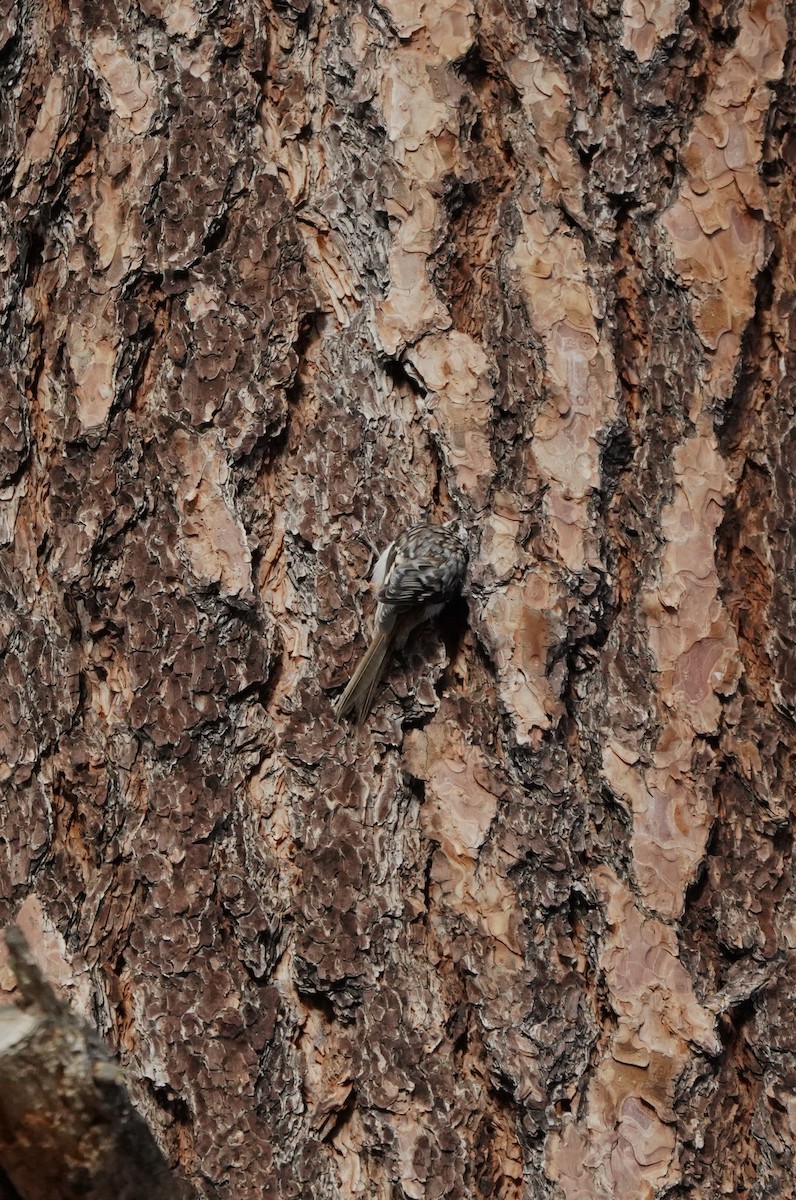 アメリカキバシリ - ML646490821