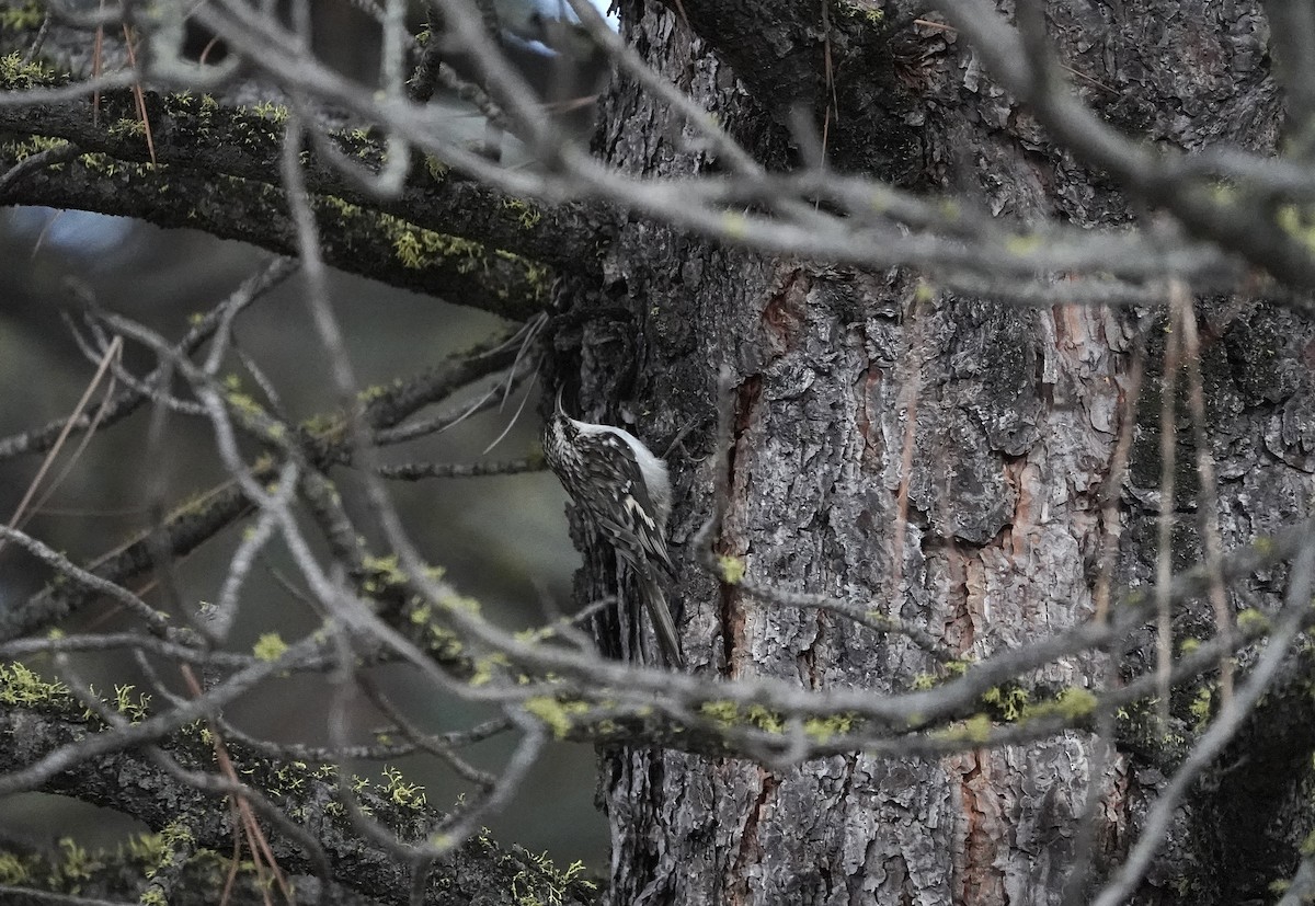 アメリカキバシリ - ML646490822