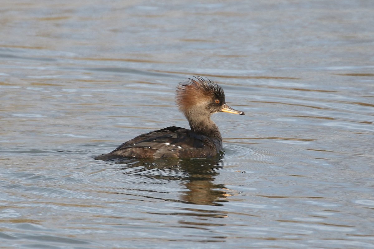 Hooded Merganser - ML646490823